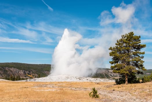 Famous Old Faithful geyser erupting, Yellowstone National Park, USA