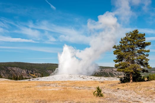 Famous Old Faithful geyser erupting, Yellowstone National Park, USA