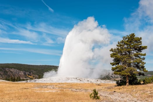 Famous Old Faithful geyser erupting, Yellowstone National Park, USA
