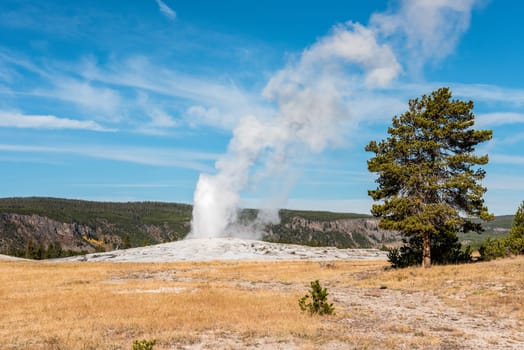 Famous Old Faithful geyser erupting, Yellowstone National Park, USA