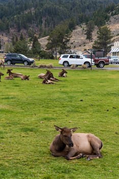 YELLOWSTONE NP, USA - AUGUST 29, 2022 - A deer herd resting in Mammoth Hot Springs of Yellowstone National Park, USA