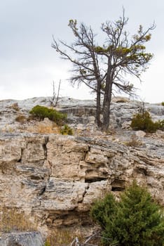 Prairie landscape at Mammoth Hot Springs, Yellowstone National Park, USA