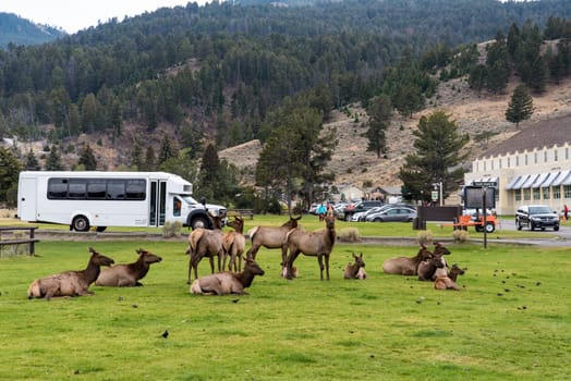 YELLOWSTONE NP, USA - AUGUST 29, 2022 - A deer herd resting in Mammoth Hot Springs of Yellowstone National Park, USA