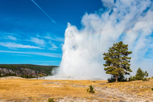 Famous Old Faithful geyser erupting, Yellowstone National Park, USA