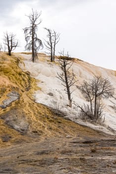 Scenic lifeless calcium terraces at Mammoth Hot Springs, Yellowstone National Park, USA