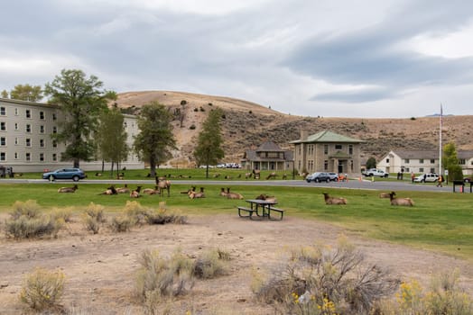 A deer herd resting in Mammoth Hot Springs of Yellowstone National Park, USA