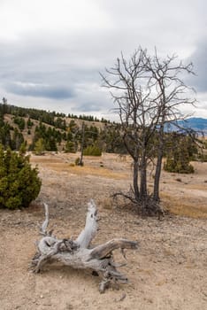 Prairie landscape at Mammoth Hot Springs, Yellowstone National Park, USA