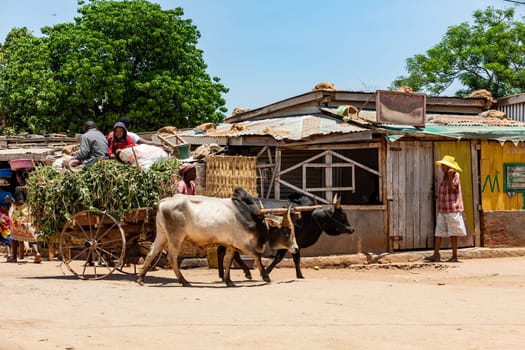 Belo Sur Tsiribihina, Madagascar - April 11th 2022: A zebu-drawn cart makes its way through the streets, adding to the local charm of this remote Malagasy town.