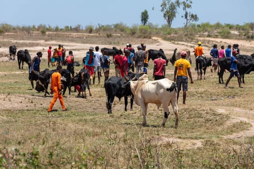 Belo Sur Tsiribihina, Madagascar - November 4th 2022: The Zebu market is a busy place where locals come to buy and sell livestock. Zebu are an important part of the culture and economy of Madagascar.