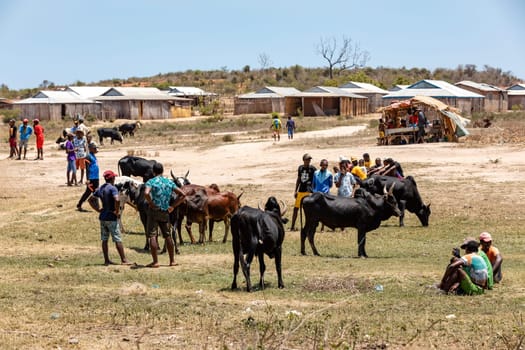 Belo Sur Tsiribihina, Madagascar - November 4th 2022: The Zebu market is a busy place where locals come to buy and sell livestock. Zebu are an important part of the culture and economy of Madagascar.