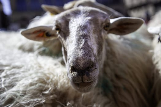 Detail of mammal animal in a meat production farm