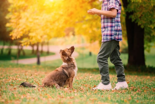 Boy hugging a dog and plyaing with in the fall, city park