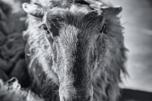 Detail of mammal animal in a meat production farm