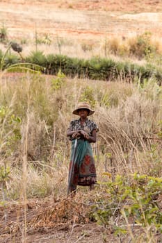 Andringitra mountain, Madagascar - November 17, 2022: A woman farmer works in a field in the shadow of the Andringitra mountain range.