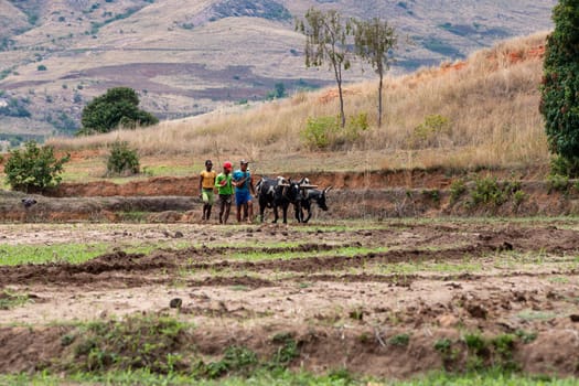 ANDRINGITRA MOUNTAIN, MADAGASCAR - NOVEMBER 17, 2022: A farmer cultivates a field with the help of zebu cattle, which have been used for agriculture in Madagascar for centuries.