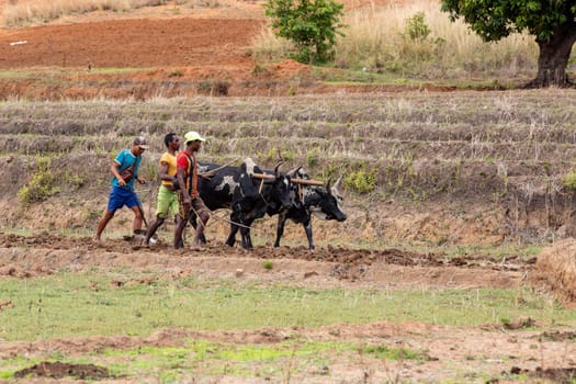 ANDRINGITRA MOUNTAIN, MADAGASCAR - NOVEMBER 17, 2022: A farmer cultivates a field with the help of zebu cattle, which have been used for agriculture in Madagascar for centuries.