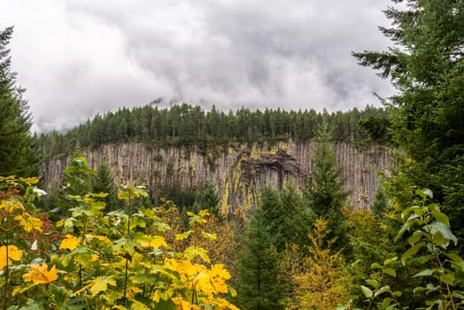 Hexagonal basalt columns in a forest near Mount Rainier National Park, USA