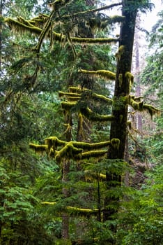 Rainforest at Mount Rainier National Park, USA