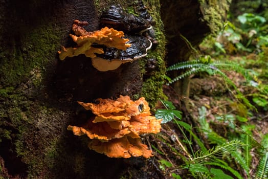 Rainforest at Mount Rainier National Park, USA