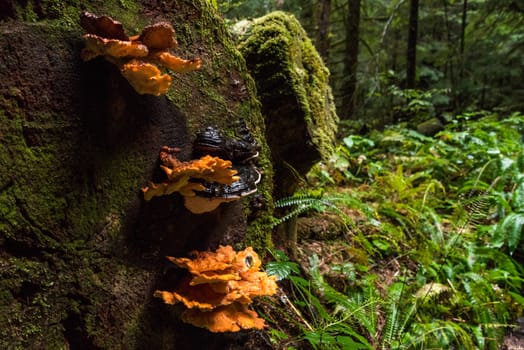 Rainforest at Mount Rainier National Park, USA