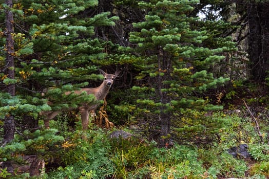 A deer looking nosy into the camera in the forest of Mt Rainier, USA