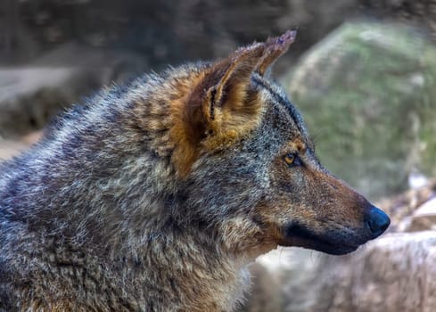 The wolf Canis lupus is a member of the mammalian order known as Carnivora