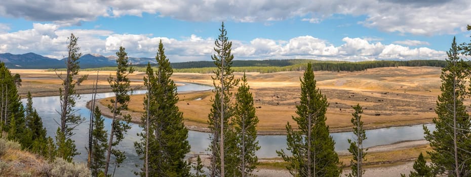 A buffalo herd grazing in the Hayden valley of Yellowstone NP, USA