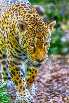 Closeup of Sumatran Tiger (Panthera tigris sumatrae)