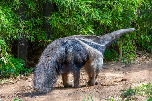 Giant Anteater, Myrmecophaga tridactyla, animal with long tail and log muzzle nose