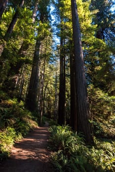 Hiking in between giant Sequoia trees in Redwood National Park, USA