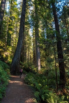 Hiking in between giant Sequoia trees in Redwood National Park, USA