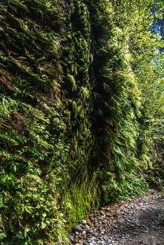 Beautiful Fern Canyon at the California west coast, Redwood National Park, USA
