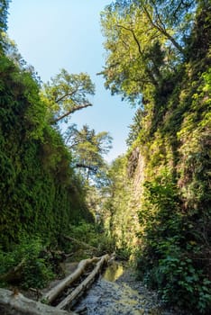 Beautiful Fern Canyon at the California west coast, Redwood National Park, USA