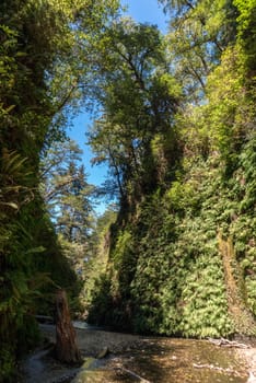 Beautiful Fern Canyon at the California west coast, Redwood National Park, USA
