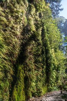 Beautiful Fern Canyon at the California west coast, Redwood National Park, USA