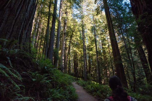 Hiking in between giant Sequoia trees in Redwood National Park, USA