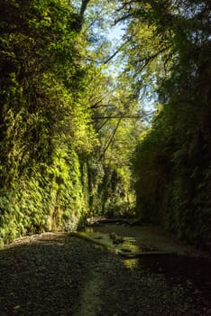 Beautiful Fern Canyon at the California west coast, Redwood National Park, USA
