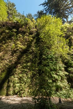 Beautiful Fern Canyon at the California west coast, Redwood National Park, USA
