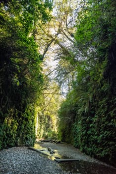 Beautiful Fern Canyon at the California west coast, Redwood National Park, USA