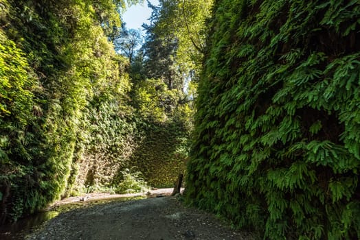 Beautiful Fern Canyon at the California west coast, Redwood National Park, USA