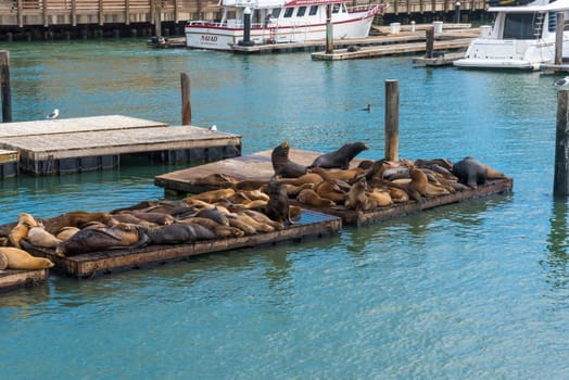 Sea lions resting on a platform at pier 39 in San Francisco, USA