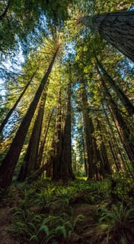Hiking in between giant Sequoia trees in Redwood National Park, USA