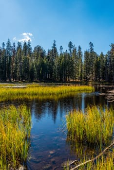 Beautiful seagrass in a small lake in the Yosemite National Park, USA