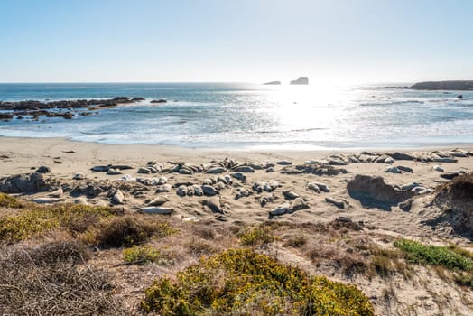 Sea lions resting on the beach at the Big Sur Hwy 1 in California, USA