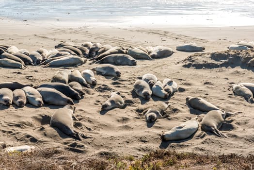 Sea lions resting on the beach at the Big Sur Hwy 1 in California, USA