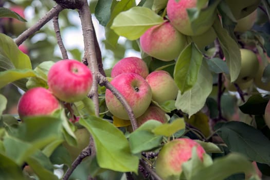 Ripe, red apples on trees in a orchard during harvest time, symbolizing nature's abundance. Hand picking fruits for freshness.