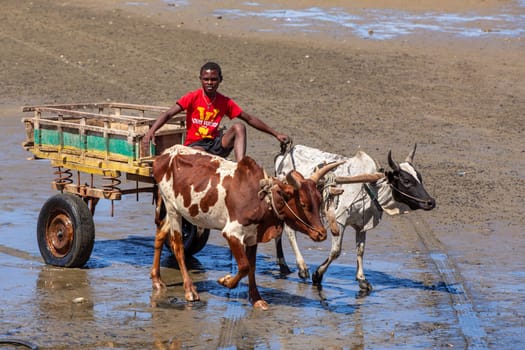 Toliara, Madagascar - November 21. 2022: Traditional zebu carriage in Toliara port at low tide. The zebu is widely used as a draft animal in Madagascar.