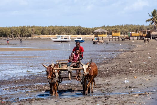 Toliara, Madagascar - November 21. 2022: Traditional zebu carriage in Toliara port at low tide. The zebu is widely used as a draft animal in Madagascar.