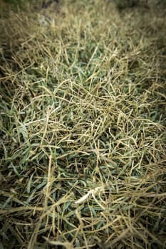 Detail of fresh grass on a field to play sports