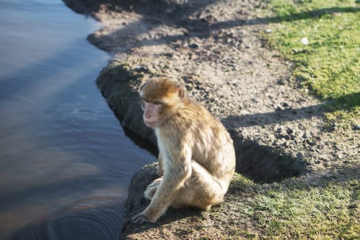 baboon sitting by water. Great ape in nature. brown white fur. intelligent mammal. Animal image